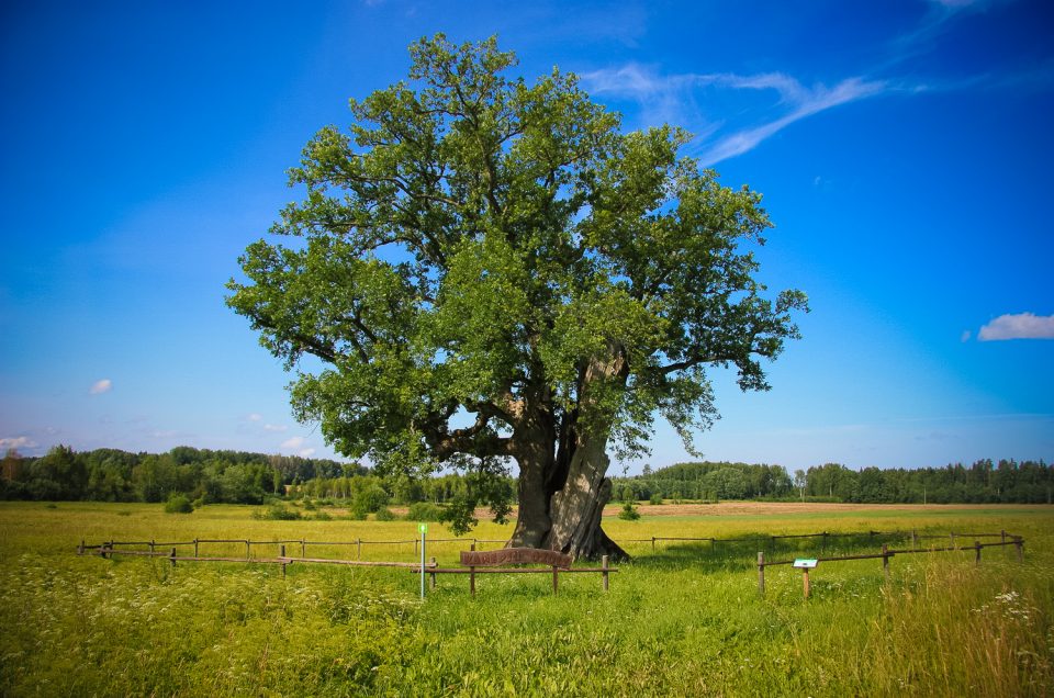 Kaņepji Holy Oak