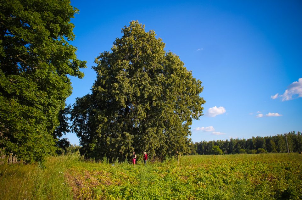 Leiskini Devil’s linden