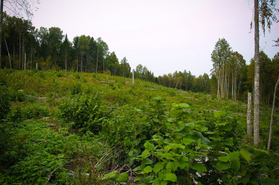 Oškalns Hill