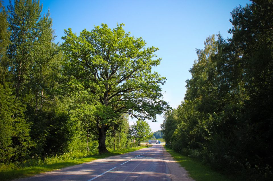 Plavinas Death Oak