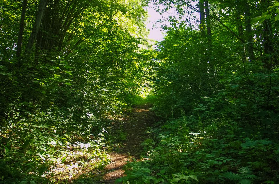 Site of Kuiķuļi Holy Oak Grove