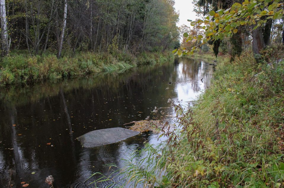 Petersoni’ Devil’s Foot Stone