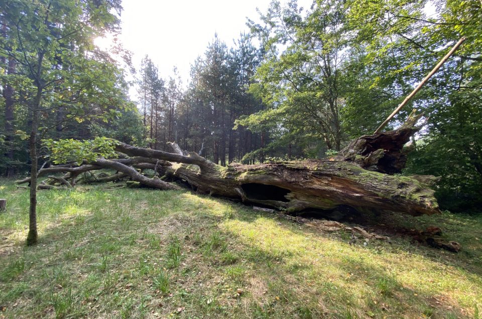 Gatis Kalniņš. Kunki Holy Oak